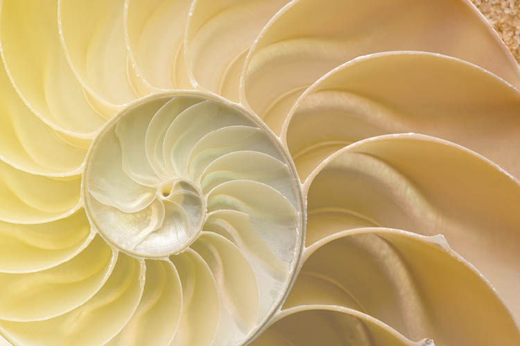 muschel spirale