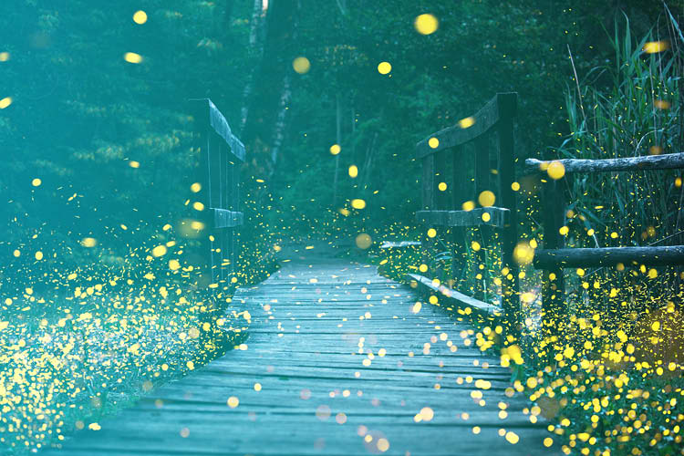fireflies path